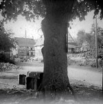 Dorflinde mit Halseisen in Hollstein, 1938 Vorschaubild