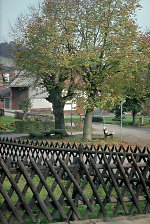 Der Lindenplatz in Hollstein, 1981 Vorschaubild