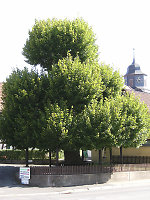 Die Stufenlinde in Hönebach, 2009 Vorschaubild
