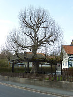 Die Stufenlinde in Hönebach, 2010 Vorschaubild