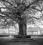 Die Linde in Oberbimbach, um 1938 Vorschaubild