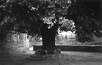 Die Linde in Oberbimbach, um 1938 Vorschaubild