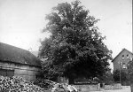 Die Linde in Oberbimbach, um 1938 Vorschaubild