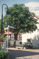 Der Anger in Rambach, 2000 Vorschaubild