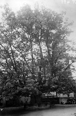Die Linde in Ransbach, 1938 Vorschaubild