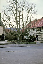 Die geleitete Linde in Ransbach, 1986 Vorschaubild