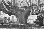 Die Linde in Ransbach, 1994 Vorschaubild
