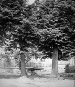 Der Lindenstein in Rhena, um 1938 Vorschaubild