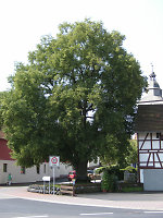 Der Gerichtsplatz in Richelsdorf, 2009 Vorschaubild