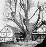 Die Dorflinde in Röhrda, 1938 Vorschaubild