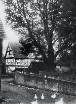 Die Angerlinde in Röhrda, Aufnahme um 1930 Vorschaubild