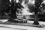 Die Linde mit Halseisen in Rommerode, 1938 Vorschaubild