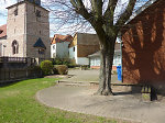 Jüngere Linde auf dem Anger in Ronshausen, 2010 Vorschaubild