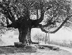 Die Lauselinde in Rotenburg, um 1940 Vorschaubild