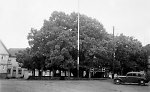 Die geleitete Linde in Schenklengsfeld, um 1938 Vorschaubild