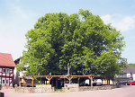 Die geleitete Linde in Schenklengsfeld, 2009 Vorschaubild