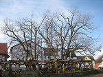 Die geleitete Linde in Schenklengsfeld, 2009 Vorschaubild