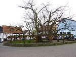 Die geleitete Linde in Schenklengsfeld, 2010 Vorschaubild