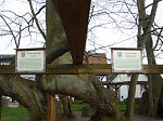 Die geleitete Linde in Schenklengsfeld, 2010 Vorschaubild