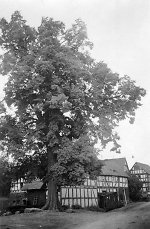 Die Dorflinde in Sterzhausen (Foto Frölich um 1938) Vorschaubild