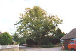 Die Linde in Beltershausen, 2002 Vorschaubild