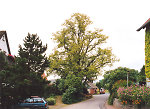 Die Linde in Beltershausen, 2002 Vorschaubild