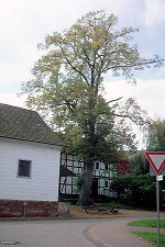 Der Gerichtsplatz in Vierbach, 2000 Vorschaubild