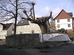 Die Linde in Walburg, 2010 Vorschaubild