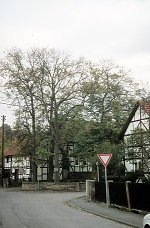 Linden auf dem Gerichtsplatz in Werleshausen, 1981 Vorschaubild