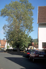 Die Linde in Albungen, 2000 Vorschaubild