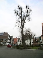 Die Linde in Albungen, 2010 Vorschaubild