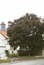 Der Gerichtsplatz in Altenbrunslar (heute mit Ahorn), 2010 Vorschaubild