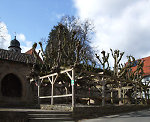 Die geleiteten Linden in Berndshausen, 2010 Vorschaubild