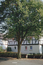 Der Gerichtsplatz in Beuern mit Linde und Gerichtstisch, 2000 Vorschaubild