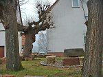 Linden und Gerichtstisch in Dagobertshausen, 2006 Vorschaubild