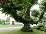 Die geleitete Linde in Felsberg, 2010 Vorschaubild