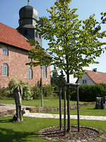 Die neugepflanzte Linde vor der Kirche in Bosserode, 2009 Vorschaubild
