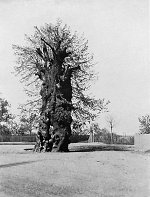 Die Dorflinde an der Gießener Straße in Fronhausen, vor 1938 Vorschaubild