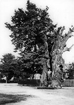 Die Linde an der Gießener Straße, 1936 Vorschaubild