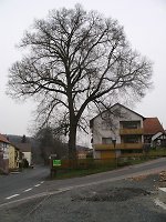 Die Linde in Gehau, 2010 Vorschaubild