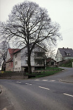 Die Linde in Gehau, 1985 Vorschaubild