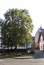 Der Gerichtsplatz in Haddamar, 2010 Vorschaubild