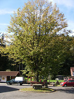 Der Gerichtsplatz in Knüllwald-Hausen, 2010 Vorschaubild