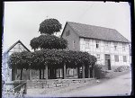 Die gestufte Linde in Hilgershausen, um 1930 Vorschaubild
