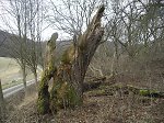 Rest der Gerichtslinde in Holzhausen, 2010 Vorschaubild