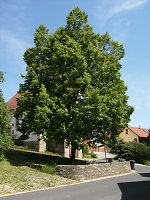 Der Gerichtsplatz in Metzebach, 2010 Vorschaubild