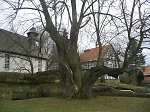 Die Linde in Breitzbach, 2010 Vorschaubild