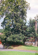 Die Linde in Breitzbach, 2000 Vorschaubild