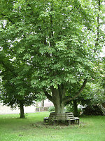 Die Kastanie in Schlierbach, 2010 Vorschaubild