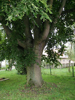 Die Linde in Schlierbach, 2010 Vorschaubild